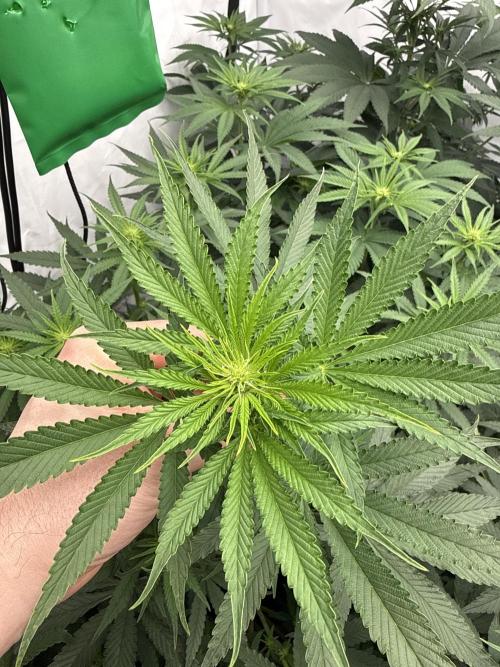HUS4JN. Week 8