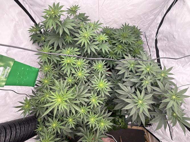 HUS4JN. Week 8