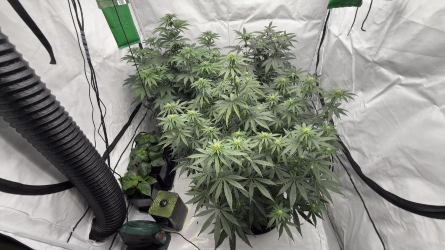 HUS4JN. Week 9