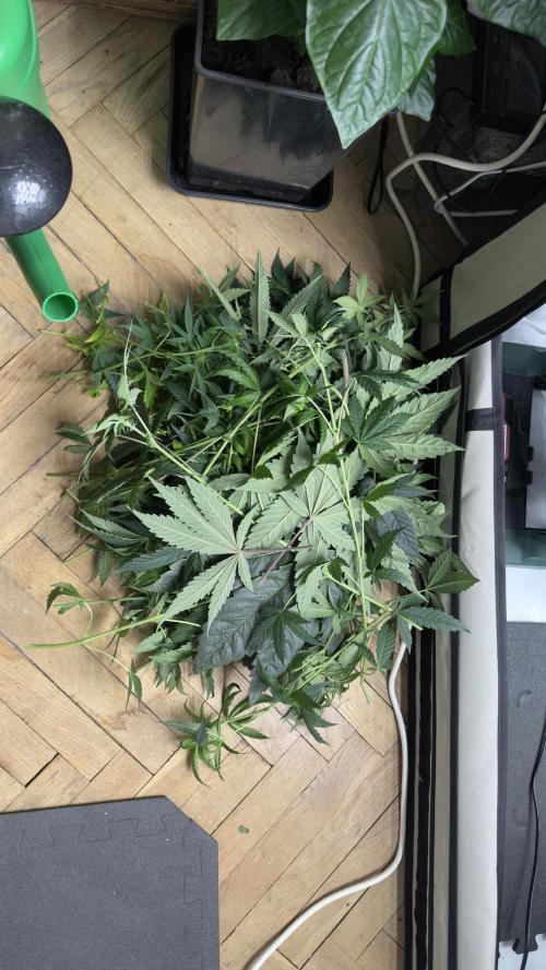 HUS4JN. Week 9