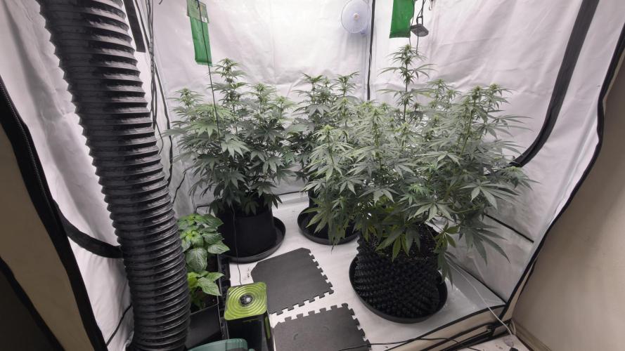 HUS4JN. Week 9