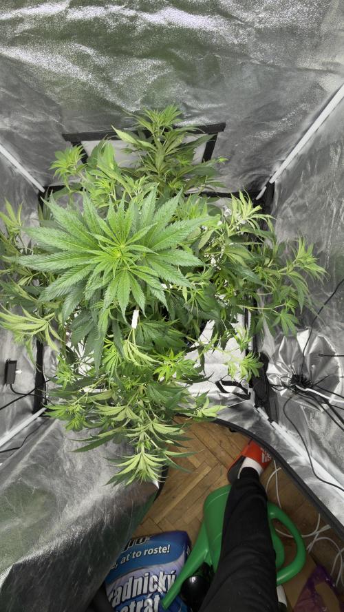 HUS4JN. Week 9