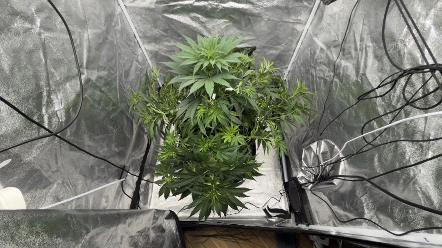 HUS4JN. Week 9