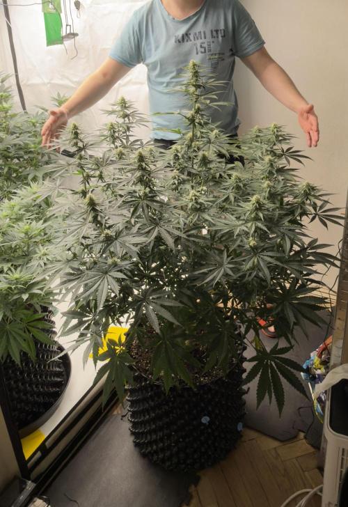 HUS4JN. Week 10 - Blueberry mufin 100cm 26day flower