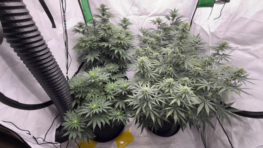 HUS4JN. Week 10 - On left ethos R2end game
On RB Vanila Frosting
On RF Blueberry Mufin