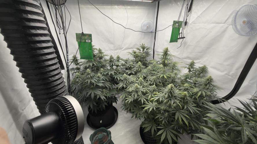 HUS4JN. Week 11