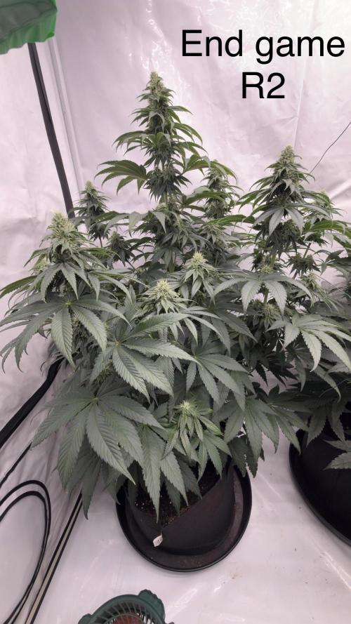 HUS4JN. Week 11