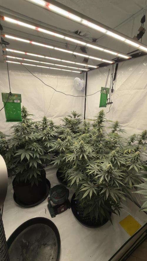 HUS4JN. Week 11