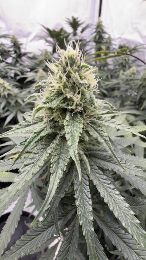 HUS4JN. Week 11