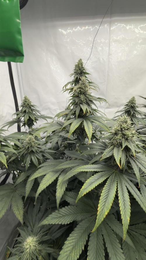 HUS4JN. Week 12