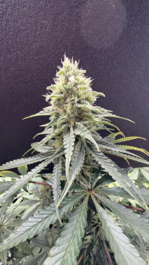 HUS4JN. Week 12