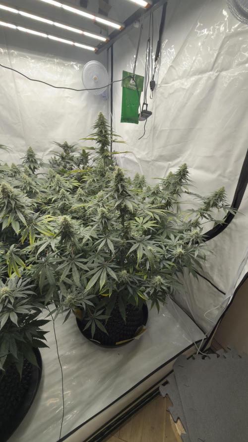 HUS4JN. Week 12