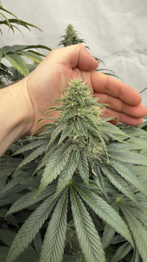 HUS4JN. Week 12