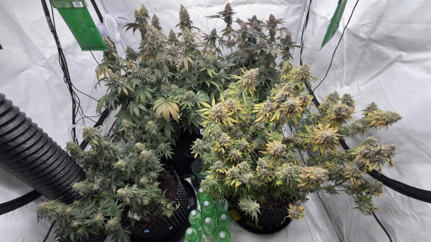 HUS4JN. Week 13