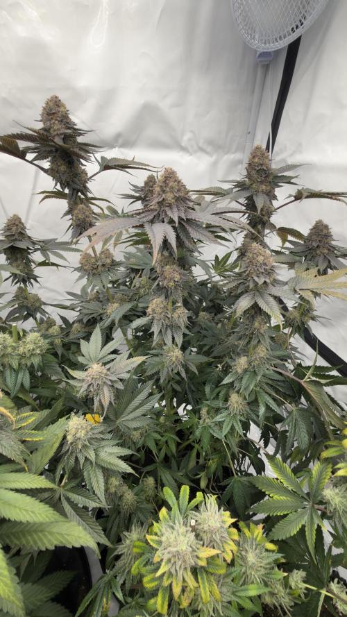 HUS4JN. Week 13