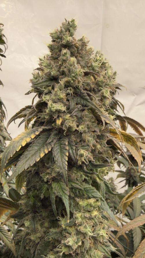 HUS4JN. Week 13