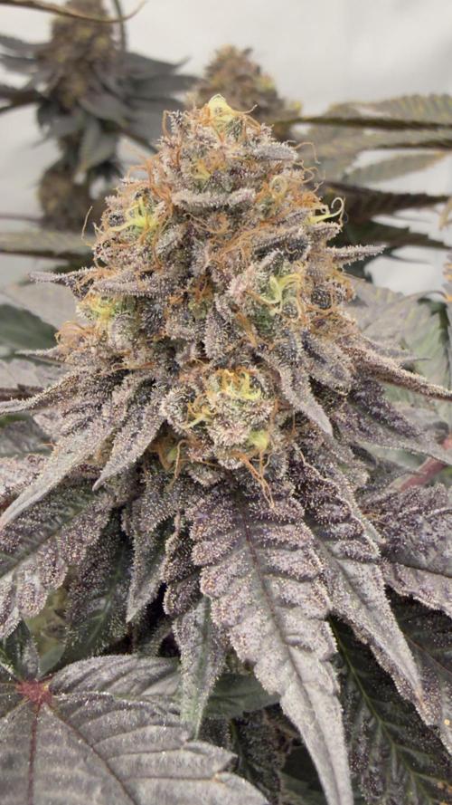 HUS4JN. Week 13