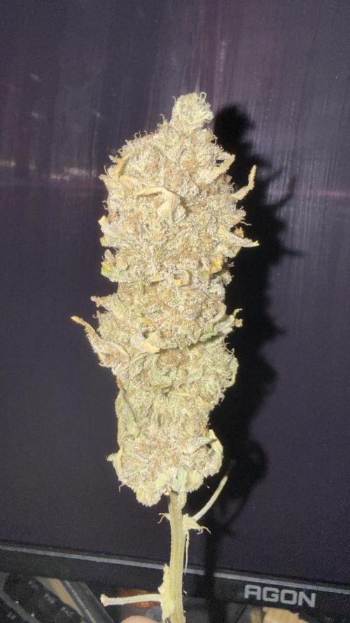 HUS4JN. Week 14 - Blueberry Mufin od Humbolt seeds