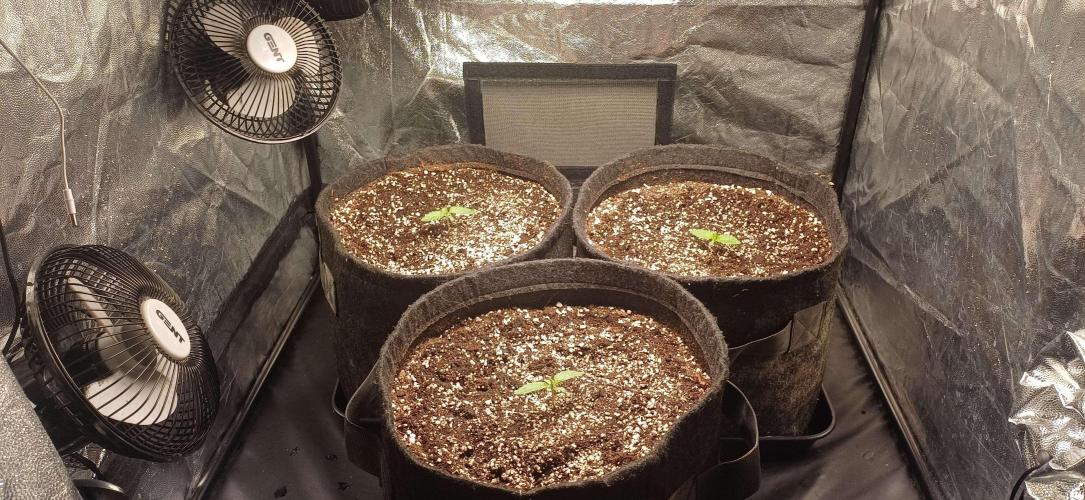 Growerské Kaliho okénko. Week 0