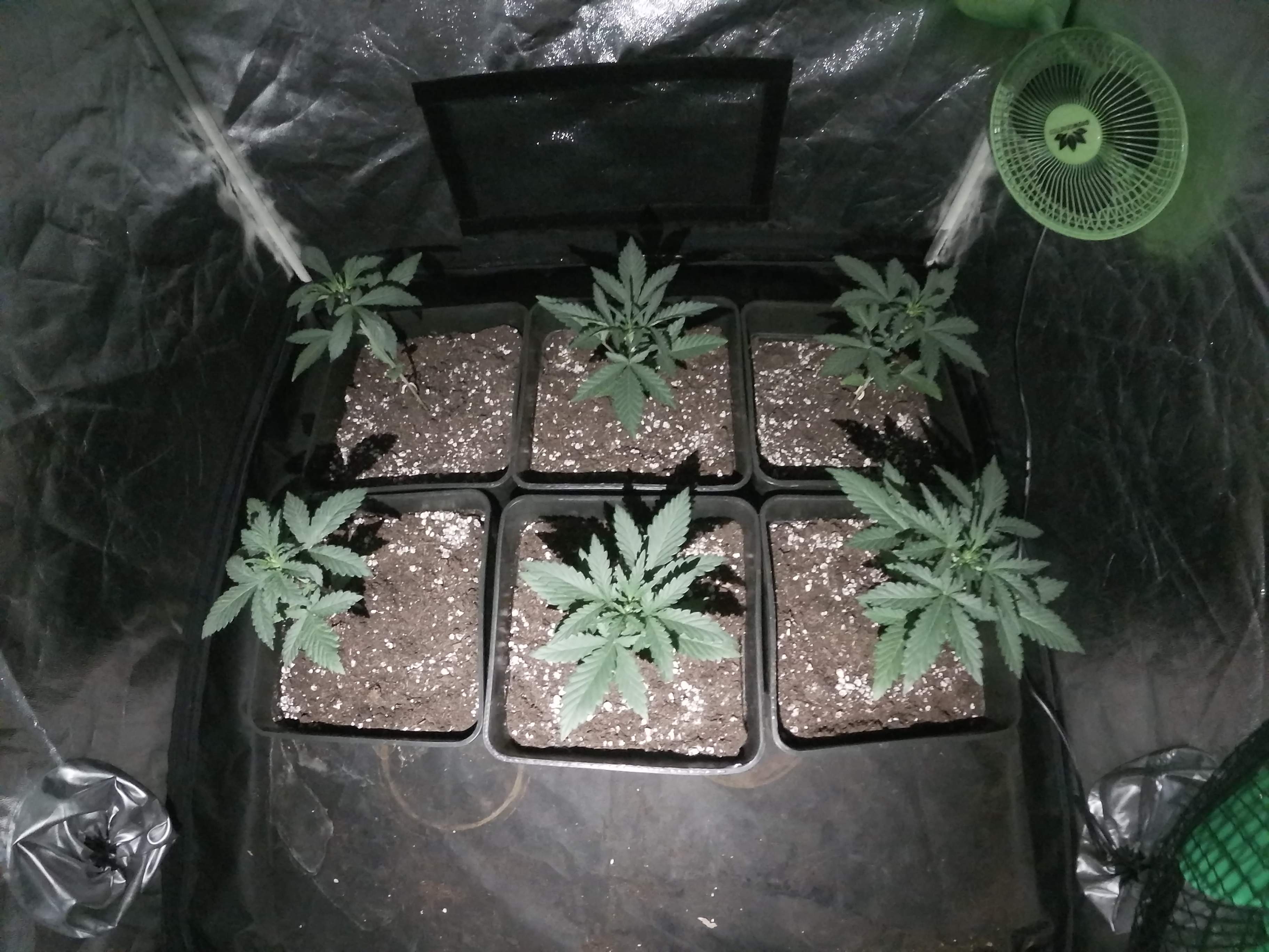 Fast Buds Girl Scout Cookies Auto, Fast Buds Blackberry Auto, Fast Buds