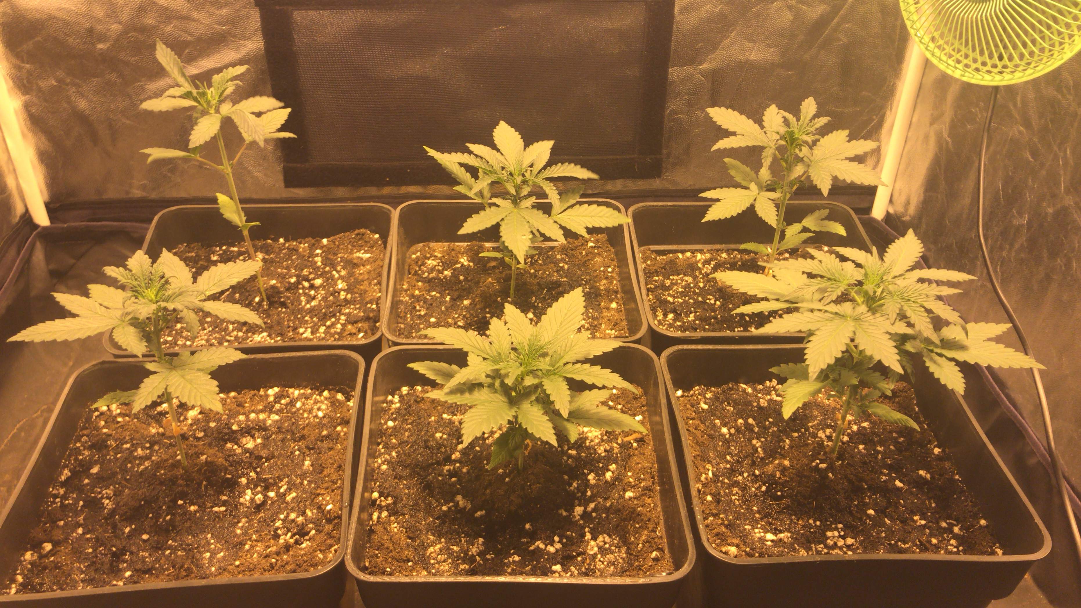 Fast Buds Girl Scout Cookies Auto, Fast Buds Blackberry Auto, Fast Buds