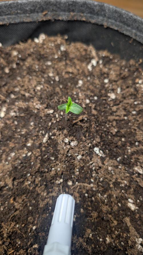 my first ladys. Week 0