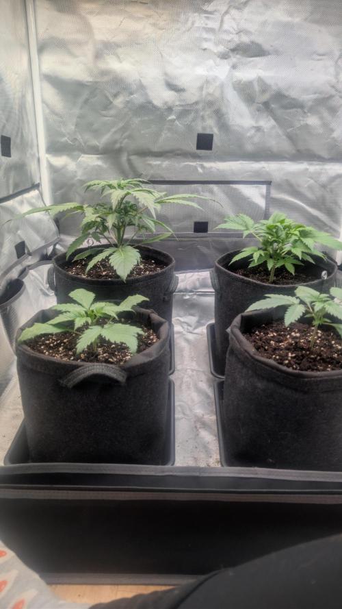 First Timer: Sweet Seeds SMS XL Auto. Week 2