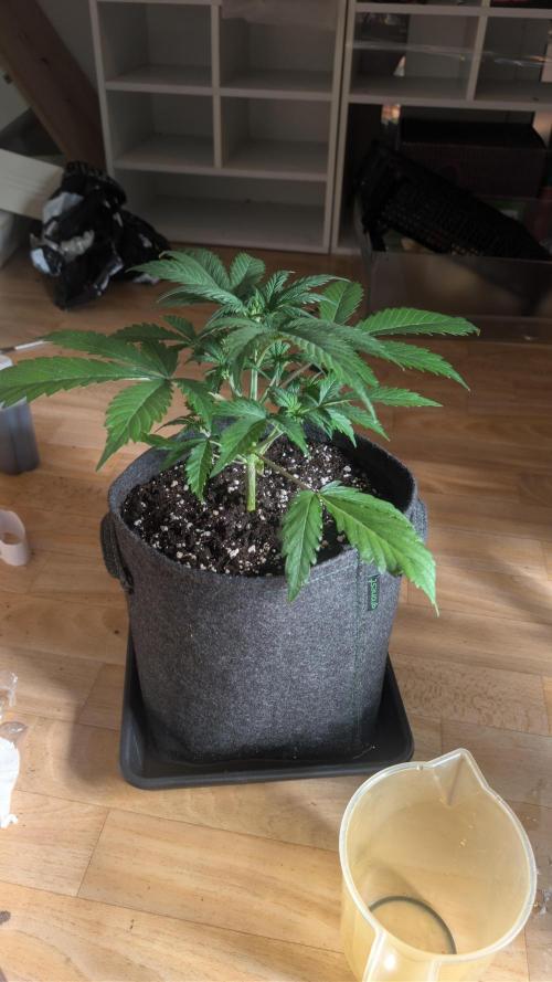 First Timer: Sweet Seeds SMS XL Auto. Week 2