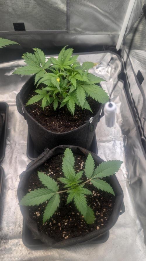 First Timer: Sweet Seeds SMS XL Auto. Week 2