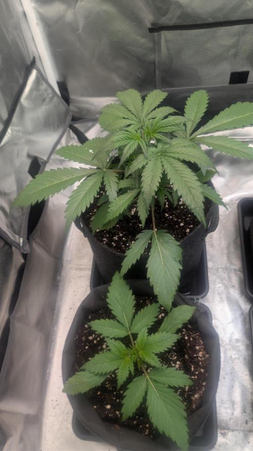 First Timer: Sweet Seeds SMS XL Auto. Week 2