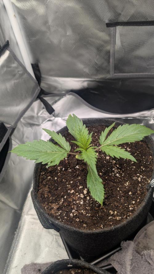 First Timer: Sweet Seeds SMS XL Auto. Week 1 - End week two