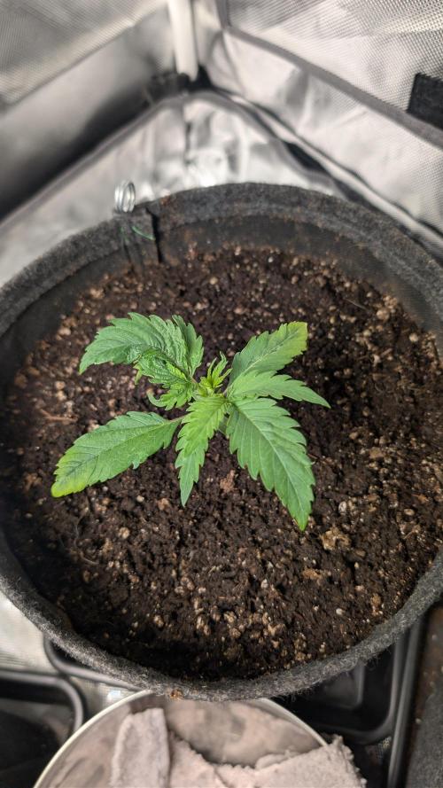 First Timer: Sweet Seeds SMS XL Auto. Week 1 - End week two, burned tipps, deformed leaf 