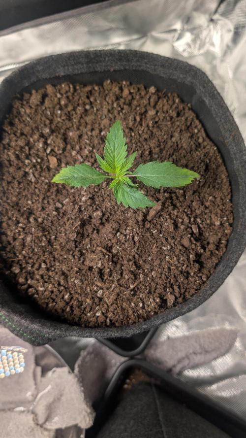 First Timer: Sweet Seeds SMS XL Auto. Week 1 - Start week two, yellowish tips,