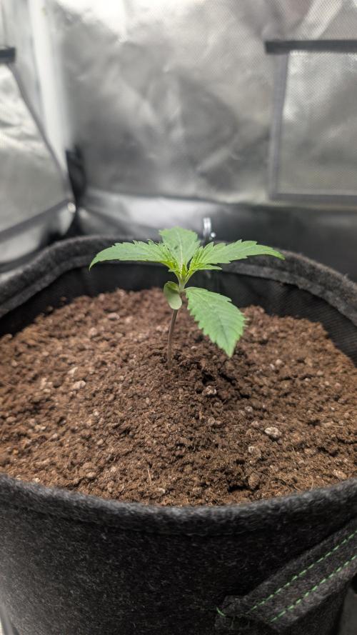 First Timer: Sweet Seeds SMS XL Auto. Week 1 - Start week two, yellwoish tips,
