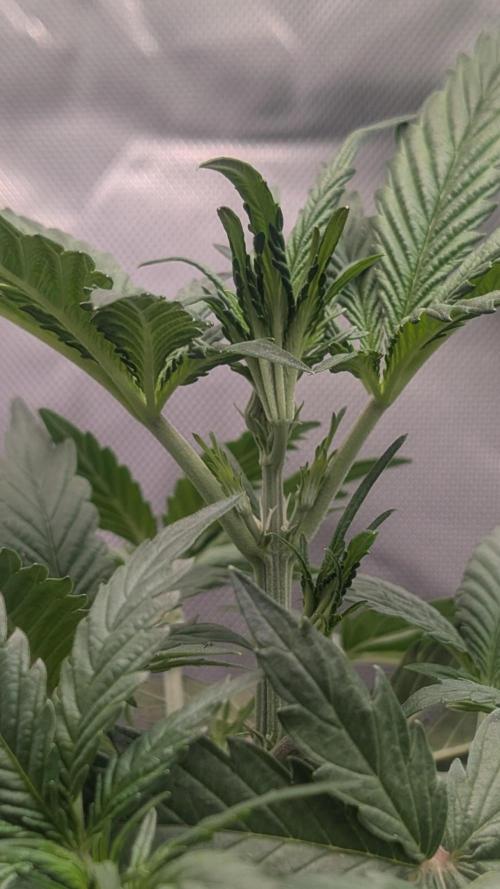 First Timer: Sweet Seeds SMS XL Auto. Week 2 - It's a girl!