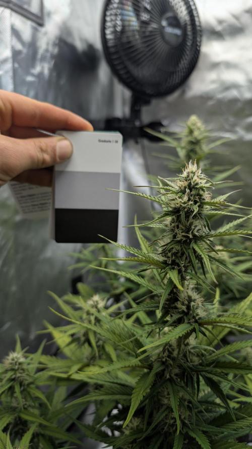 First Timer: Sweet Seeds SMS XL Auto. Week 7