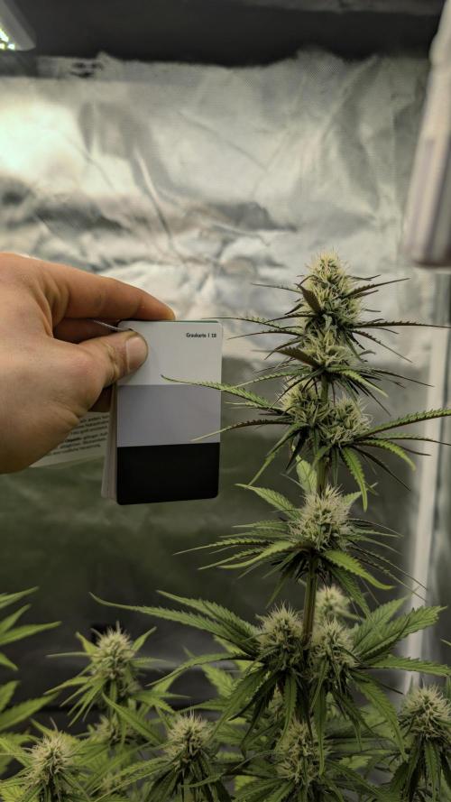 First Timer: Sweet Seeds SMS XL Auto. Week 7
