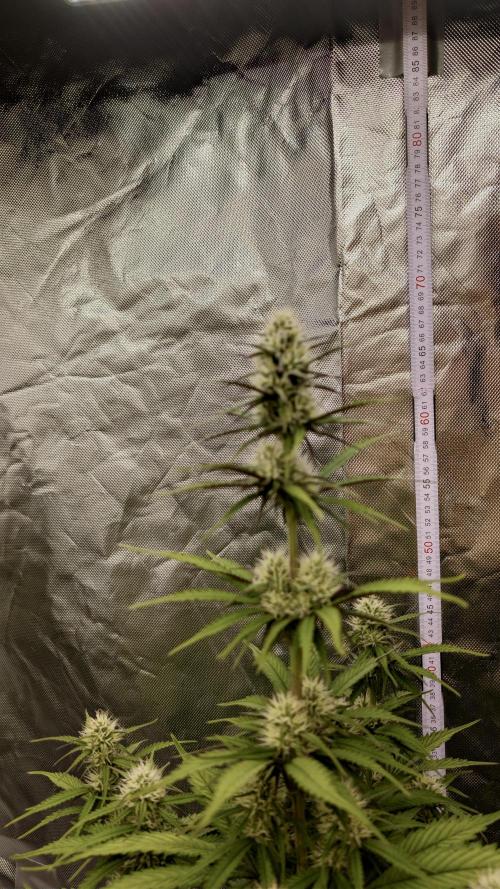 First Timer: Sweet Seeds SMS XL Auto. Week 7
