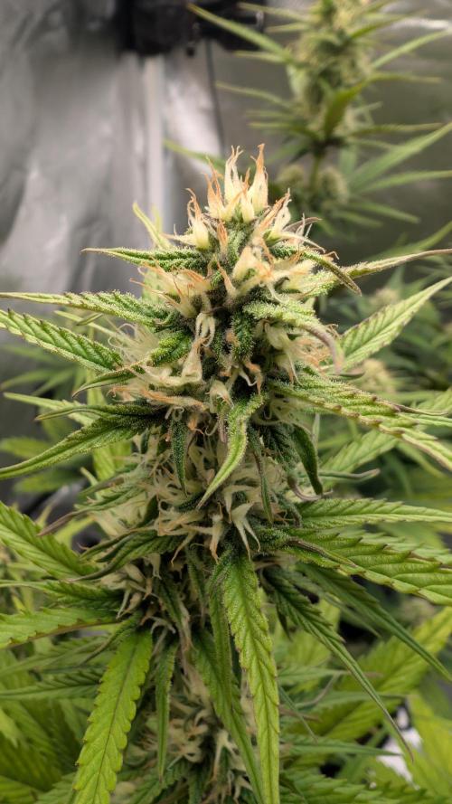 First Timer: Sweet Seeds SMS XL Auto. Week 7