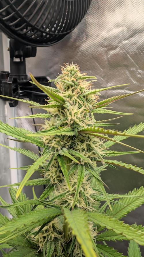 First Timer: Sweet Seeds SMS XL Auto. Week 7