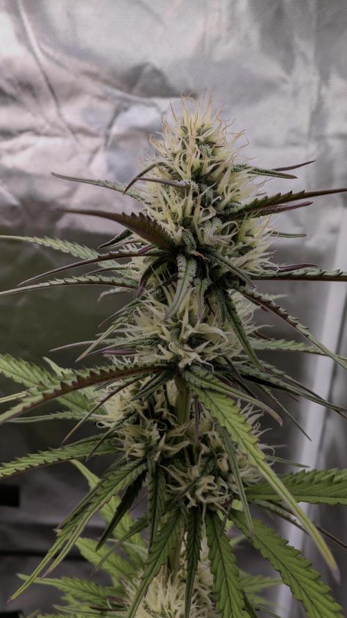 First Timer: Sweet Seeds SMS XL Auto. Week 7