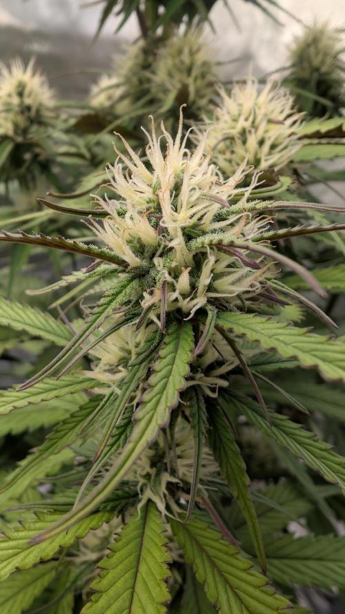 First Timer: Sweet Seeds SMS XL Auto. Week 7
