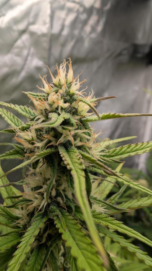 First Timer: Sweet Seeds SMS XL Auto. Week 7
