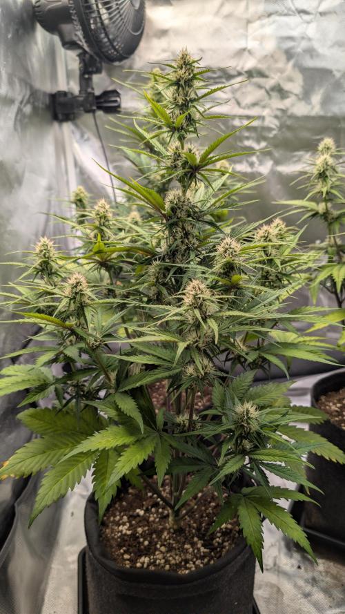 First Timer: Sweet Seeds SMS XL Auto. Week 7