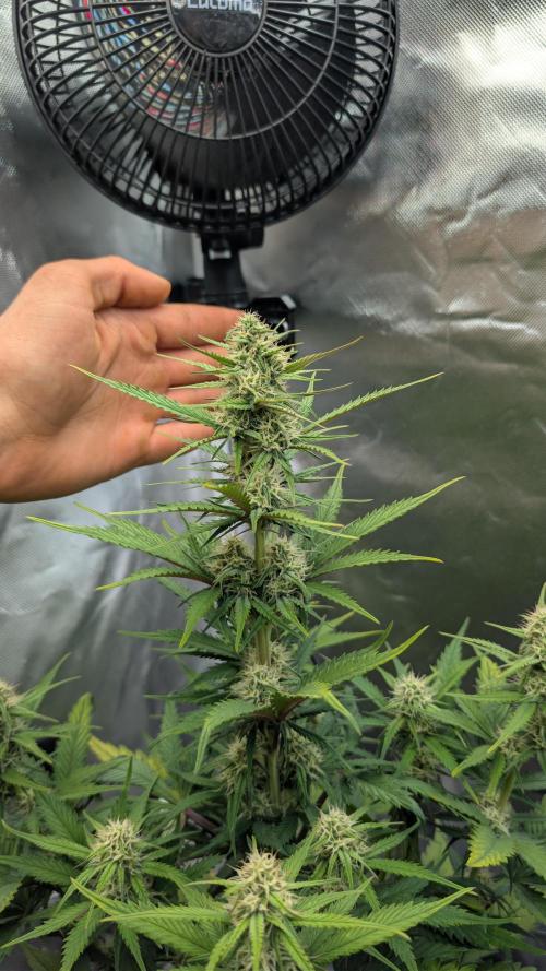 First Timer: Sweet Seeds SMS XL Auto. Week 7