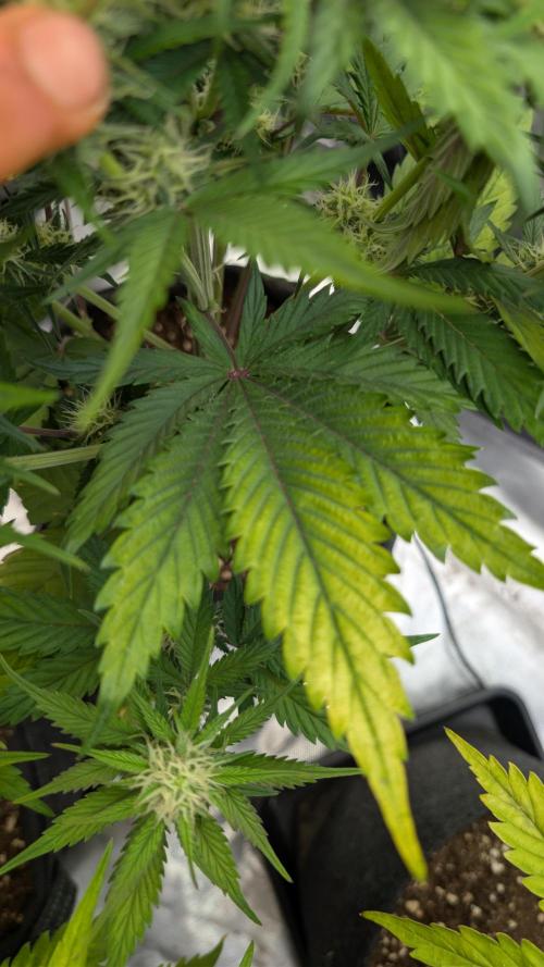 First Timer: Sweet Seeds SMS XL Auto. Week 7