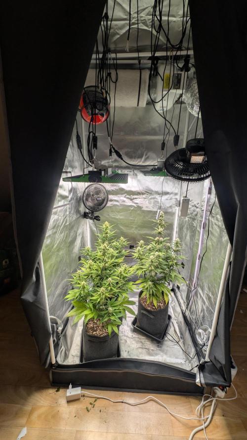 First Timer: Sweet Seeds SMS XL Auto. Week 7