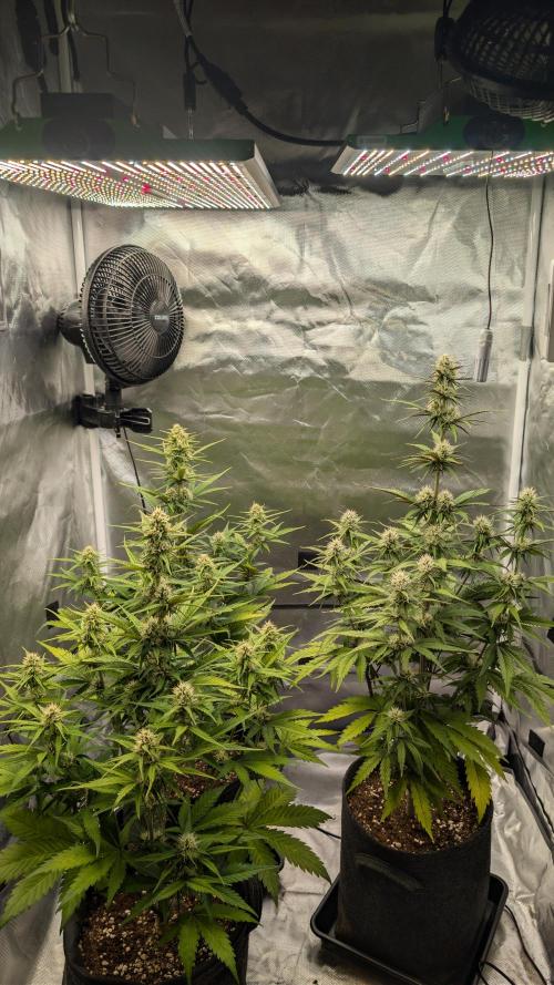 First Timer: Sweet Seeds SMS XL Auto. Week 7