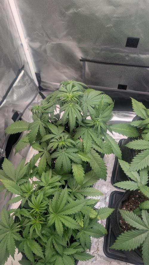 First Timer: Sweet Seeds SMS XL Auto. Week 3