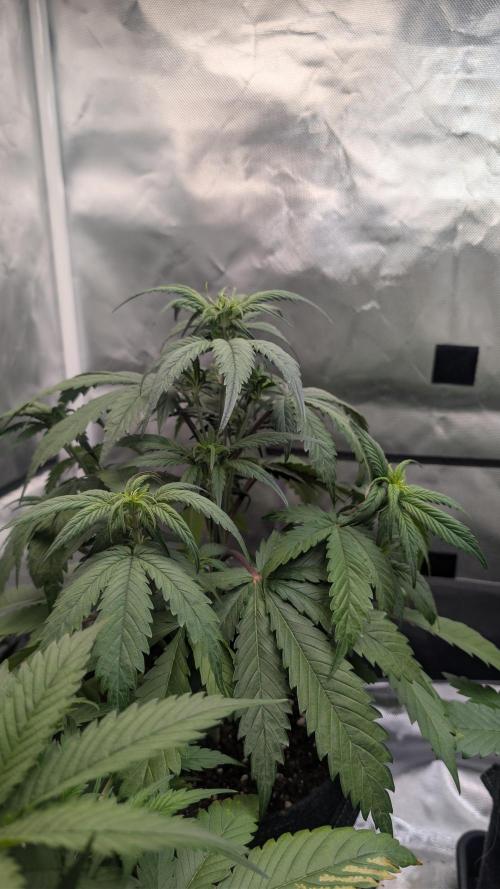 First Timer: Sweet Seeds SMS XL Auto. Week 3